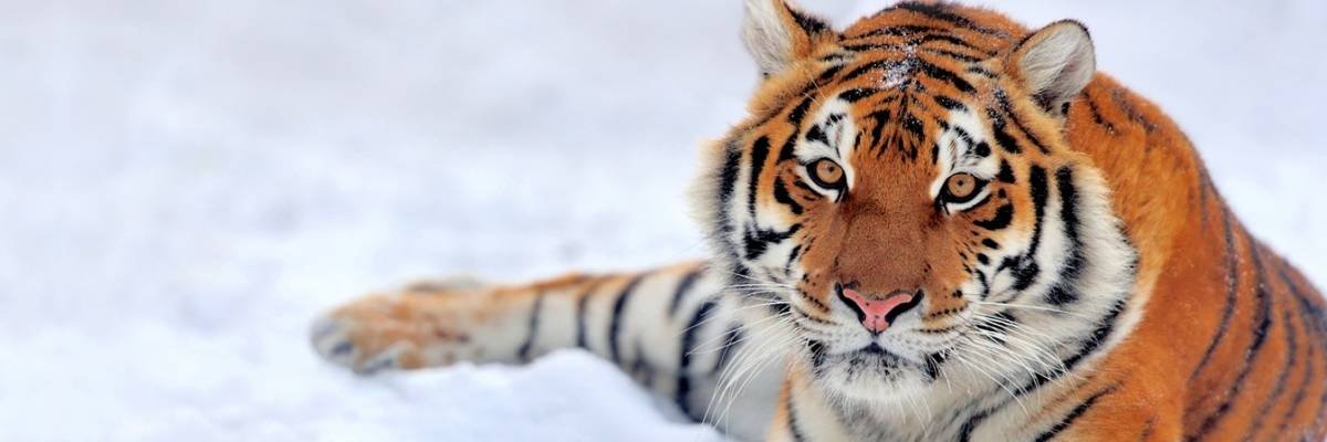Tiger 🐯 banner