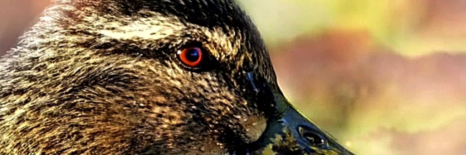 Eng_AMMAR222's profile banner image