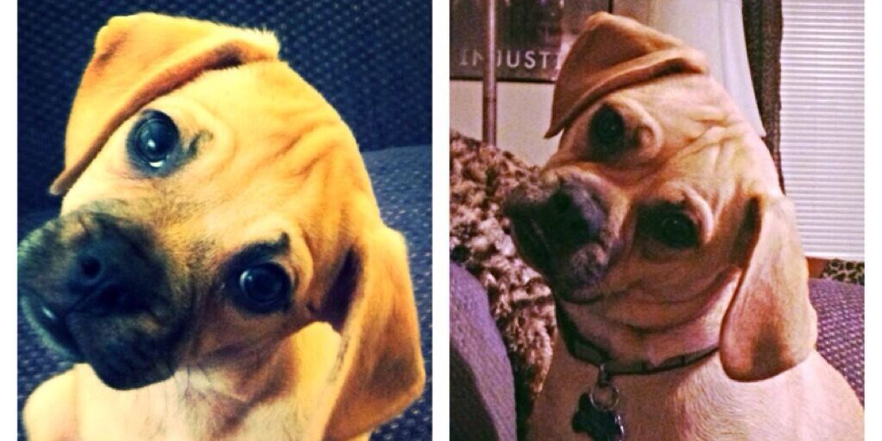 Brodythepuggle's profile banner image