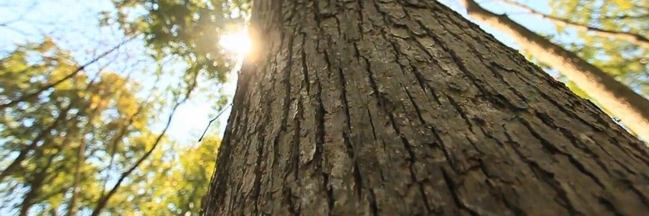 LandTheDream's profile banner image