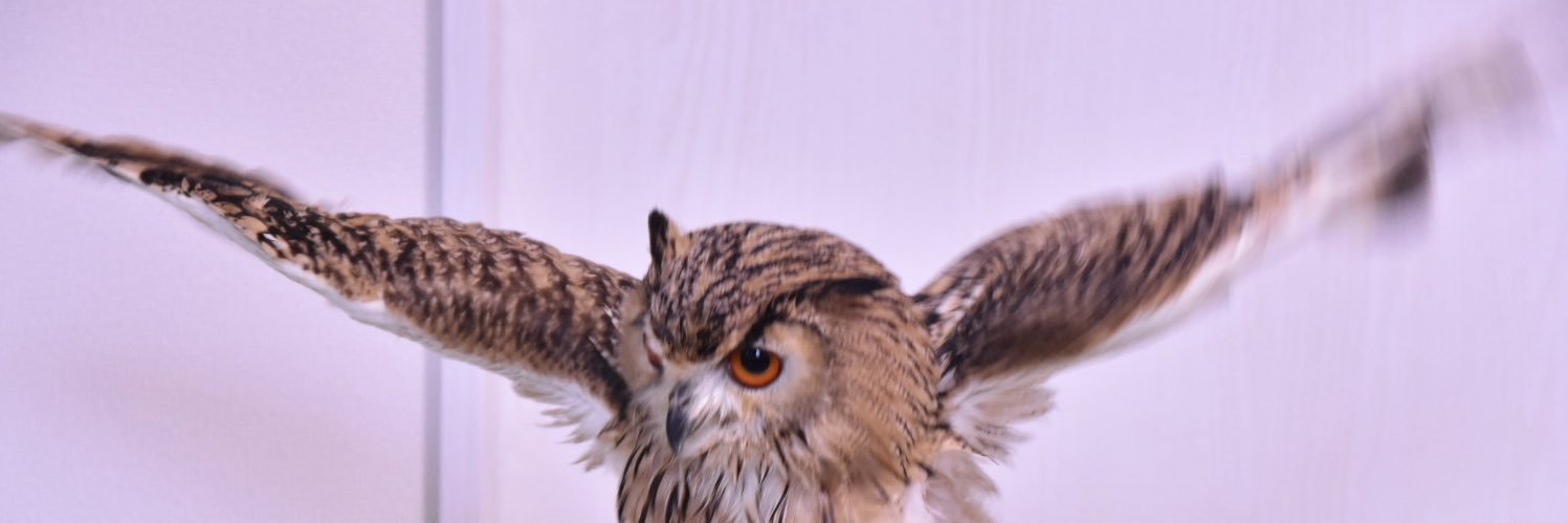 シャケアマゾン banner