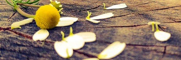 imraneeozen's profile banner image
