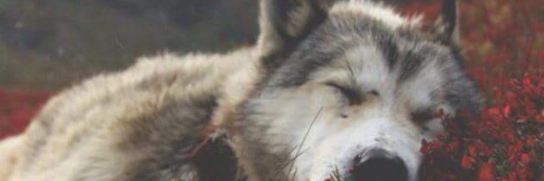 shann002's profile banner image