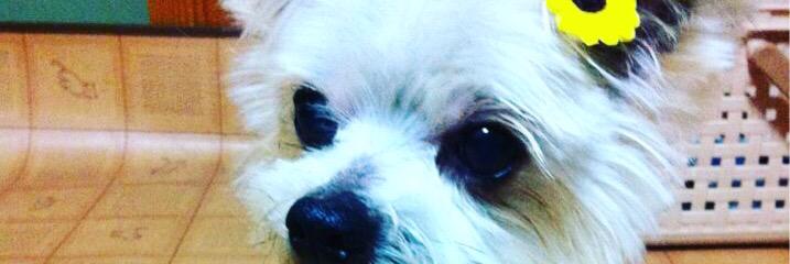 spitzleo's profile banner image