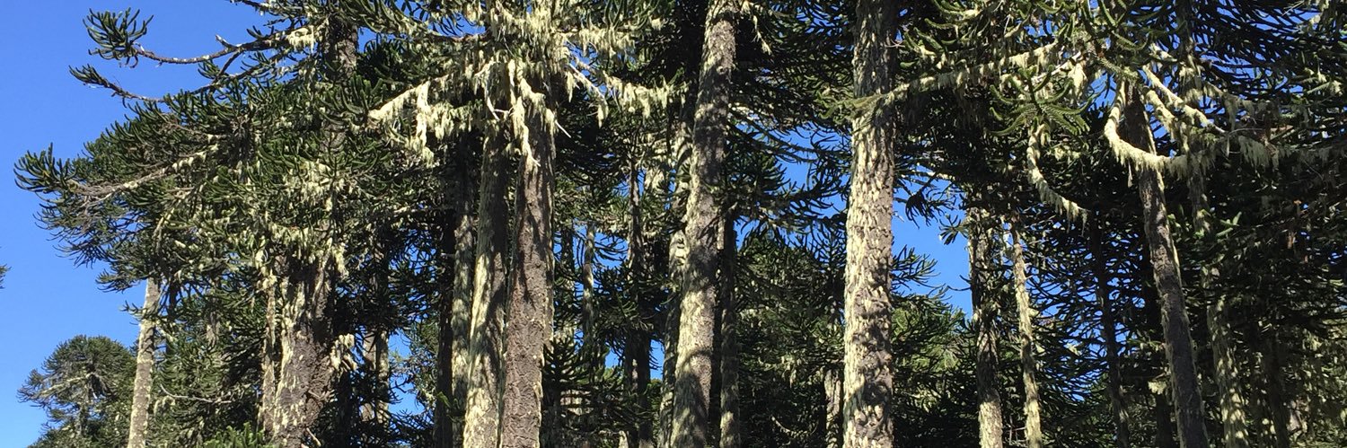 CarboniMore's profile banner image