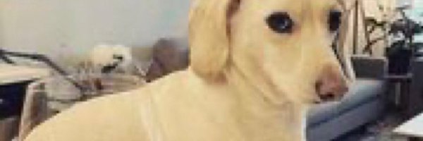 BongoLad Profile Banner