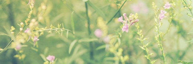 allo_mayumi's profile banner image