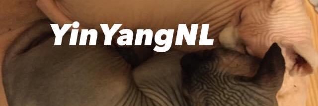 Ashley Chubbs 🇨🇦 banner