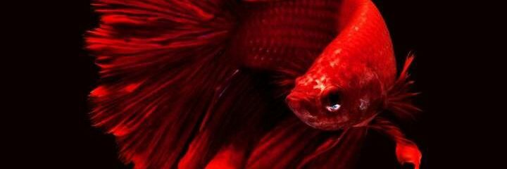 sinanguclu's profile banner image