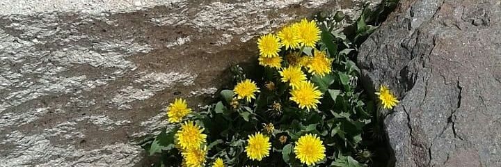 furlotticarina's profile banner image