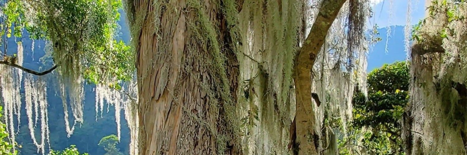 fanor alvarez banner