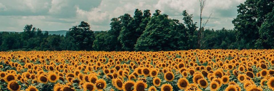 AngelNicolas55's profile banner image