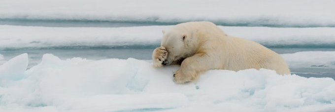 Deep Sea Bloggerhead banner