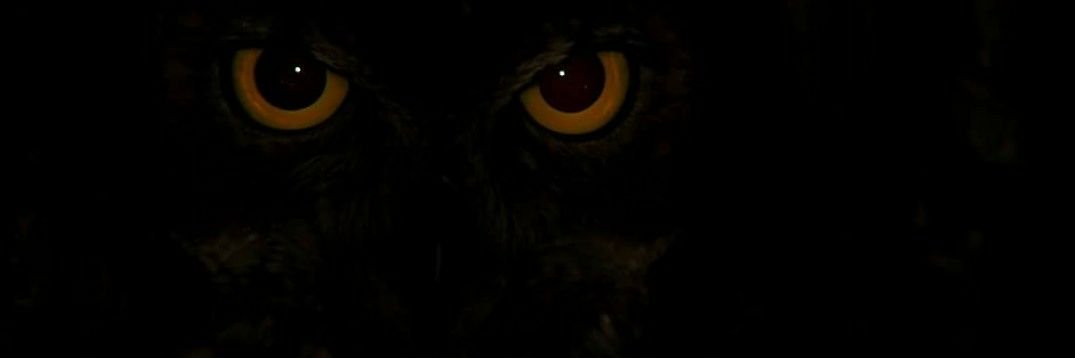 saampasquel's profile banner image