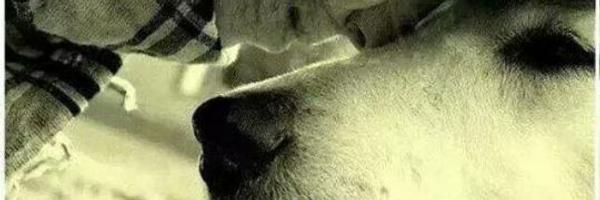 belyuli_'s profile banner image