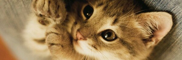 ShehbaazPathan Profile Banner