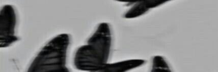 𝕱𝖆𝖞𝖊 banner