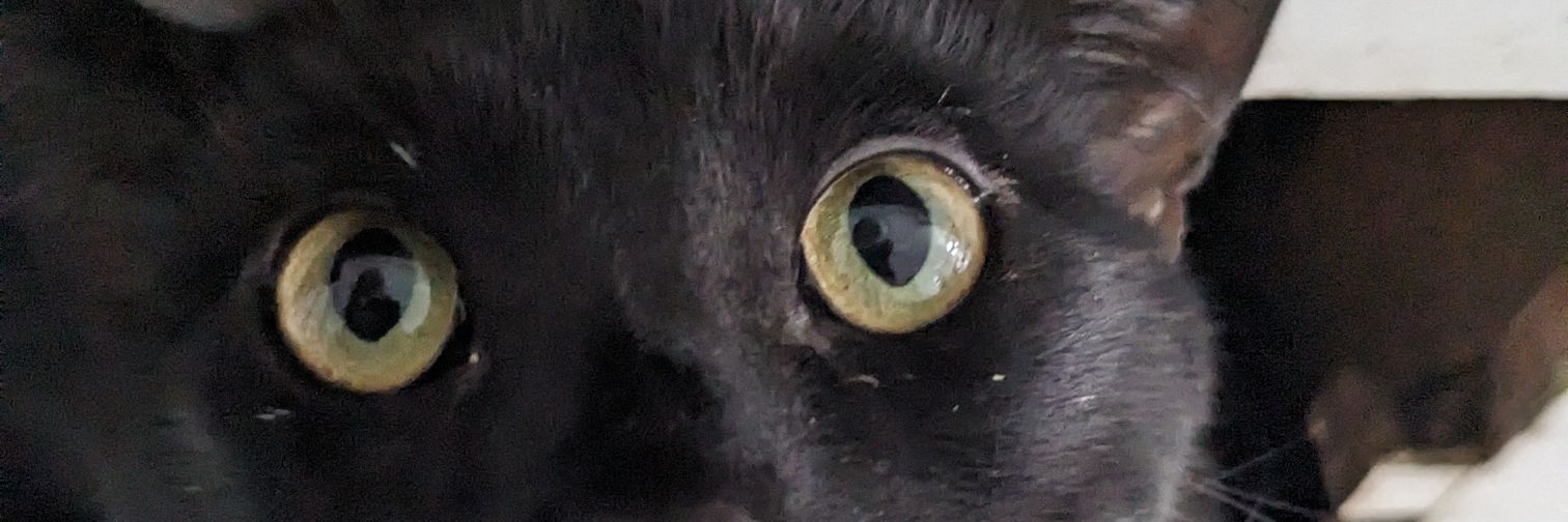 kibby's banner