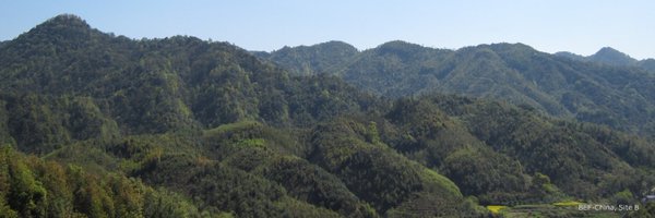 MixedForests Profile Banner