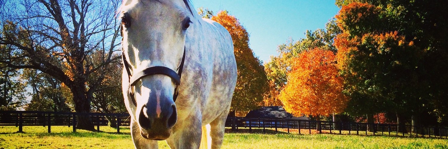 Mary Stewart Ormsby banner