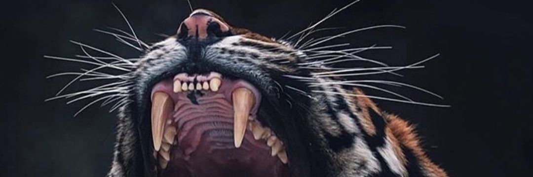 SuFy_H's profile banner image