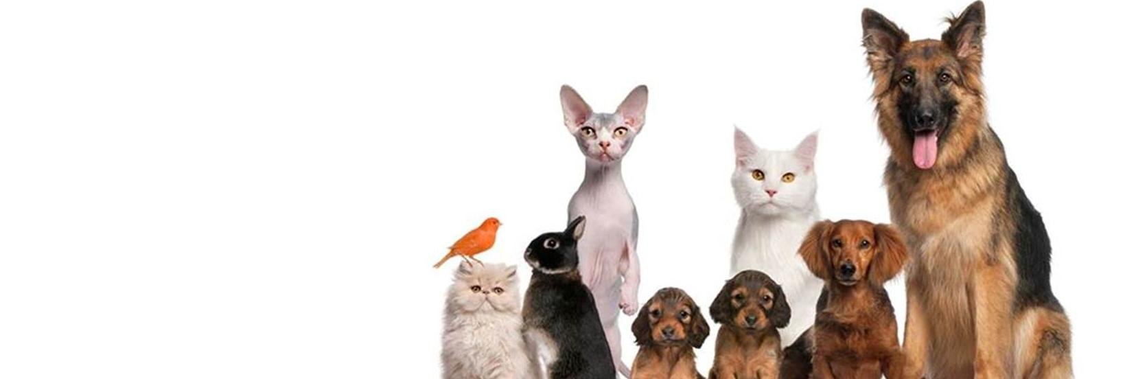 Charlot G.F.R banner