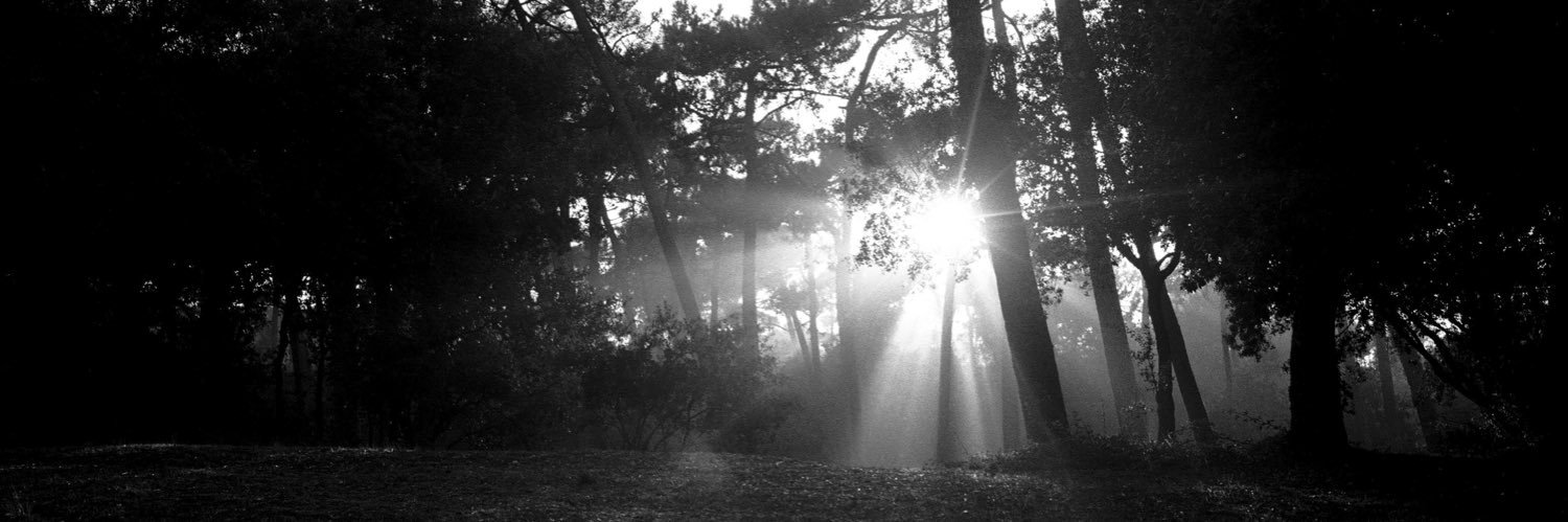 Merlin Ferret banner