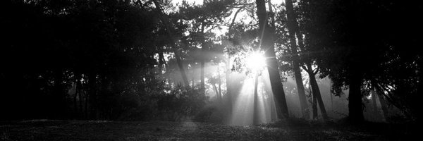 MerlinFerret Profile Banner