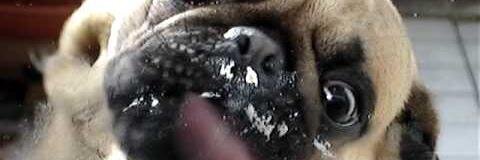 Die_Moepse's profile banner image
