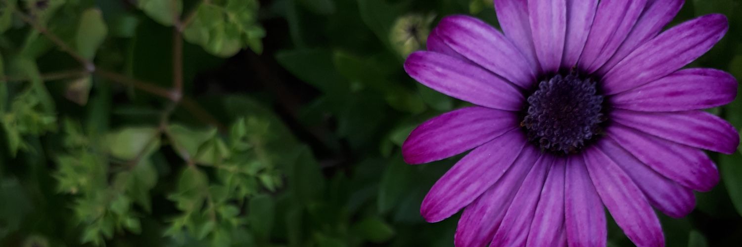 TriniMoya's profile banner image