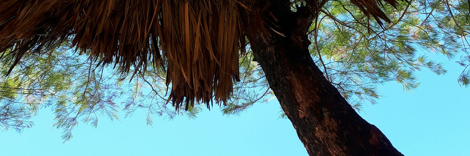 anraulia's profile banner image