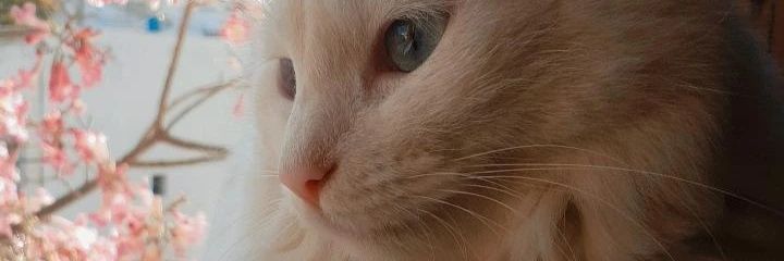 Soofi_Iba's profile banner image