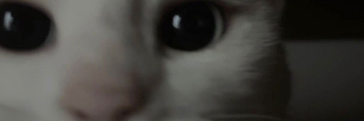 brbscami's profile banner image