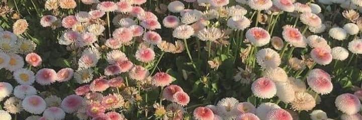 เรซิ่นกลิ่นน้ำนม ft ; . banner