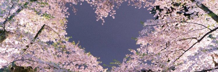 yumemahu's profile banner image