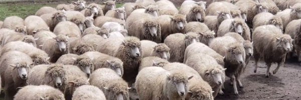 tsutsumori Profile Banner