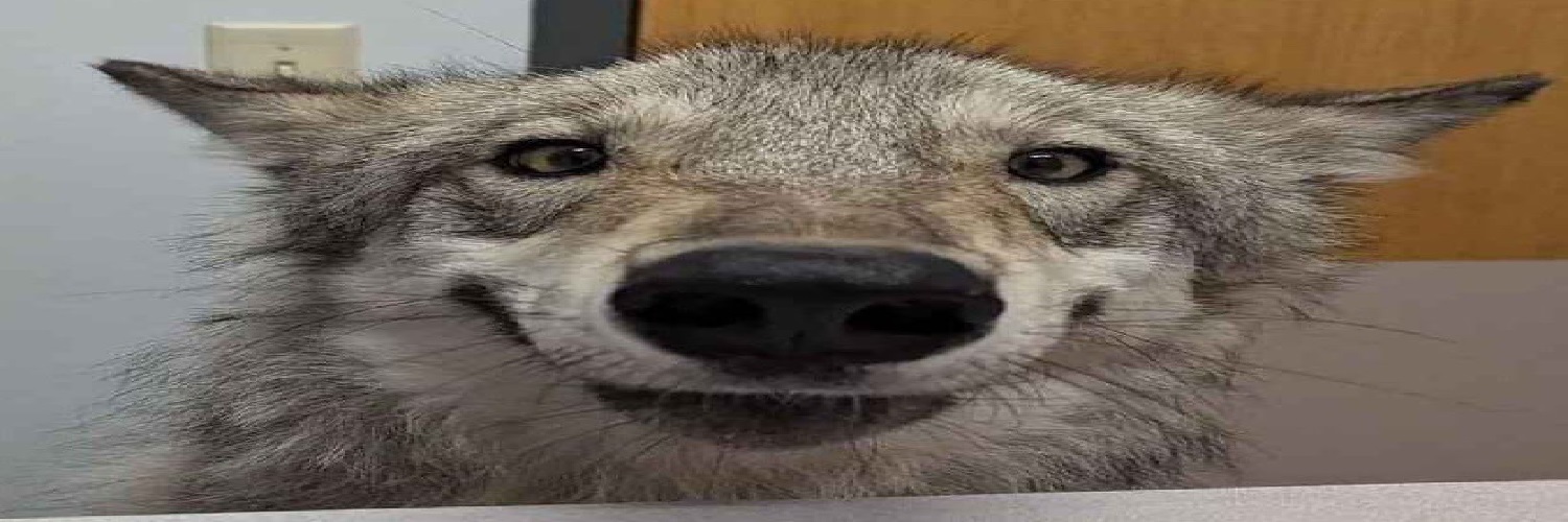 Wulvy banner