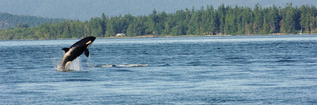 Joanna Rodriguez banner