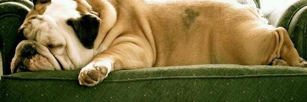 yaneth_carn's profile banner image