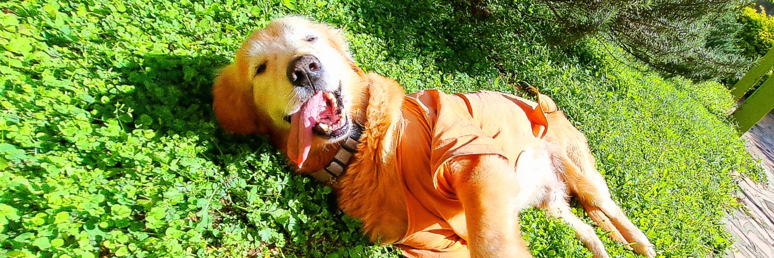 🎈Sky🎈(COMISIONES ABIERTAS) banner