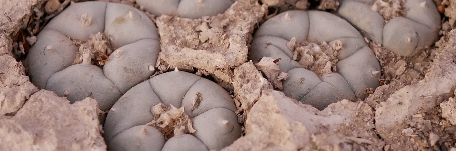 cactusexplorer's profile banner image