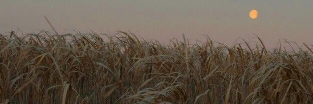 𝗗𝗔𝗡𝗜 ✩⋆˙. banner