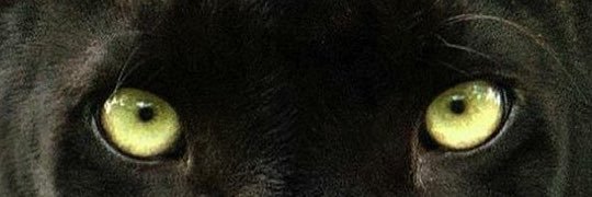 ʀ ᴏ ɴ ᴀ ʏ ᴜ ☆ banner