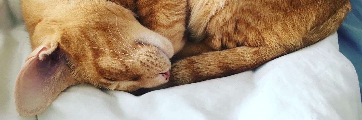 _Nope_Cat's profile banner image