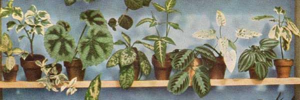 Moss Lime banner