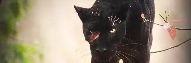 IsaiahMouton's profile banner image