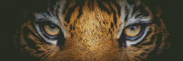 wphs_xctf Profile Banner