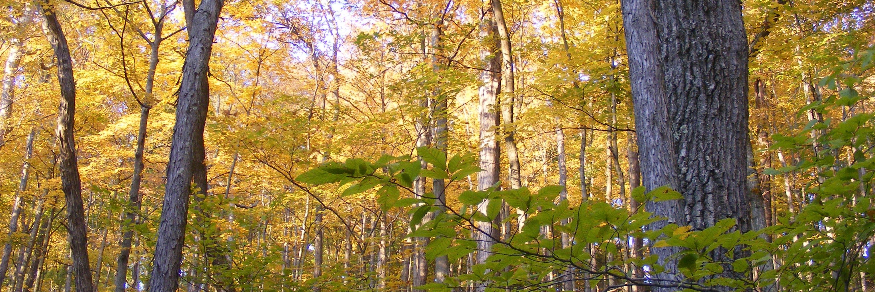 Jonathan Bradshaw banner