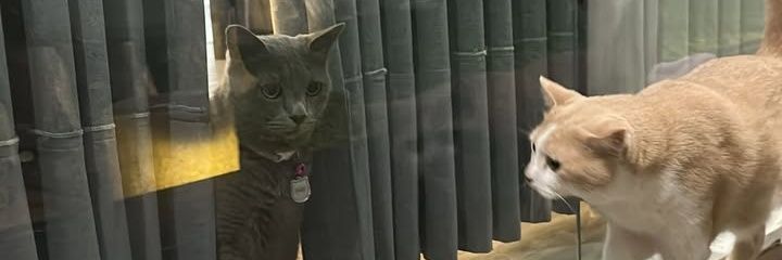 badutayo's profile banner image