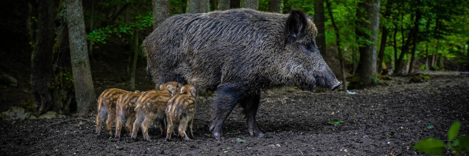 Nathalie Brusgaard / @brusgaard@archaeo.social banner